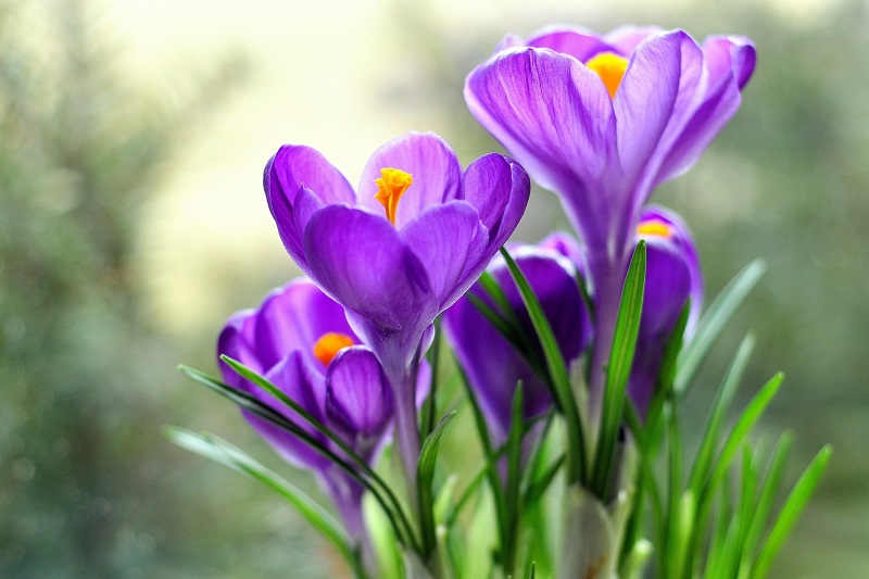 crocus_4-wallpaper-2160x1440.jpg