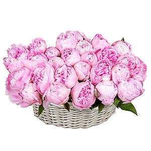 Basket of 25 delicate peonies with delivery Magnitogorsk