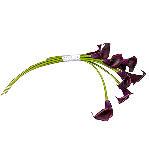 Burgundy Calla Lily - 13, Ribbon