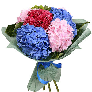 Bouquet of colorful hydrangeas with delivery Magnitogorsk