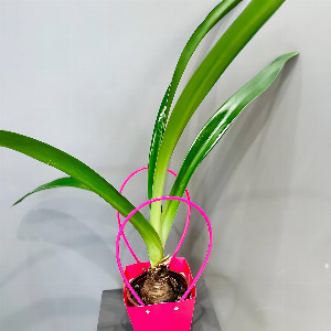 Amaryllis "Royal Radiance" in a bag with delivery Magnitogorsk