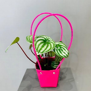 Peperomia "Emerald Pattern" in a bag with delivery Magnitogorsk