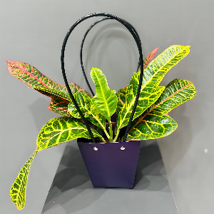 Codiaeum "Fiery Accent" with foliage with delivery Magnitogorsk
