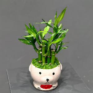 Bamboo "Bamboo Harmony" in a cache-pot with delivery Magnitogorsk