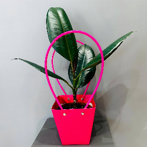 Ficus "Strong Character" with foliage with delivery Magnitogorsk