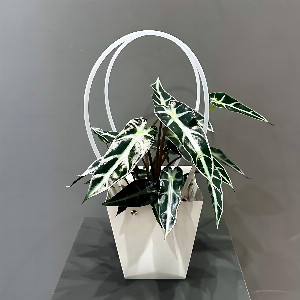 Alocasia "Fairy Miniature" with foliage with delivery Magnitogorsk