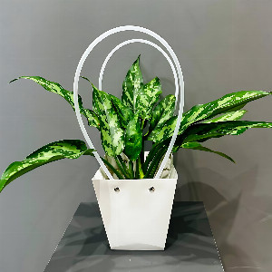 Dieffenbachia "Shadow Velvet" with a pattern with delivery Magnitogorsk