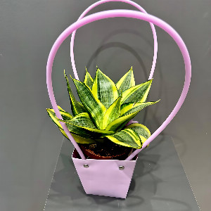Sansevieria "Strict Geometry" in a bag with delivery Magnitogorsk
