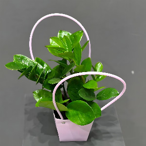 Zamioculcas "Glossy Emerald" in a bag with delivery Magnitogorsk