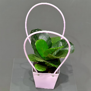 Ficus "Emerald Leaf" in a cozy bag with delivery Magnitogorsk
