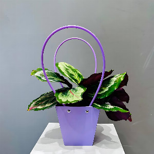 Calathea "Patterned Silence" with exquisite leaves with delivery Magnitogorsk
