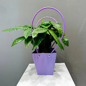 Pachira "Tree of Fortune" with graceful weaving with delivery Magnitogorsk