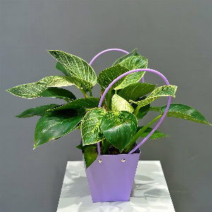 Philodendron "Secret Garden" with carved leaves with delivery Magnitogorsk