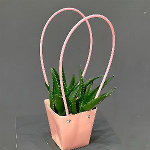 Aloe "Green Oasis" in a Bag with delivery Magnitogorsk
