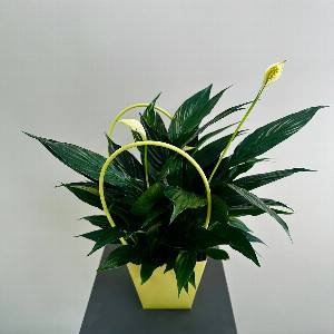 Peace Lily "Green Harmony" with delivery Magnitogorsk
