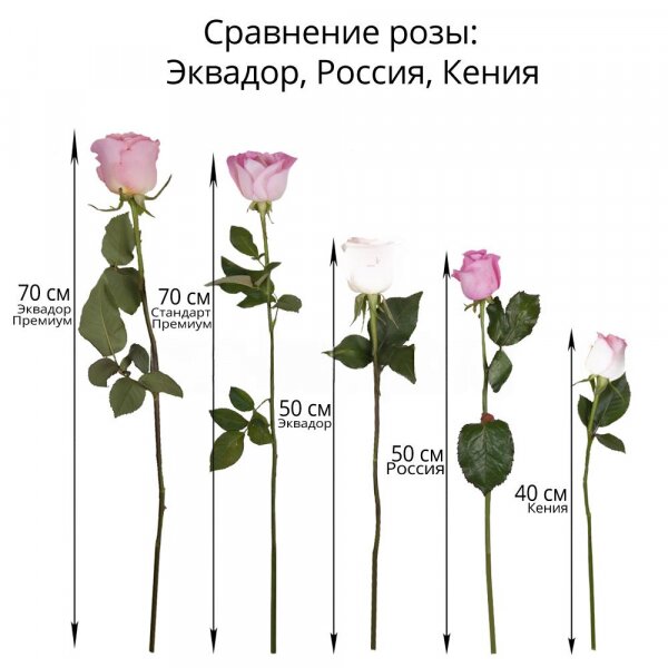 Роза Эквадор красная 70 см - 80, Роза Эквадор белая 70 см  - 81, Лента