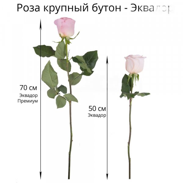 Red rose 70 cm Ecuador - 56, White rose 70 cm  (Ecuador) - 55, Pink rose 70 cm Ecuador  - 50, Ribbon